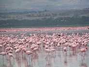 Millions of flamingoes