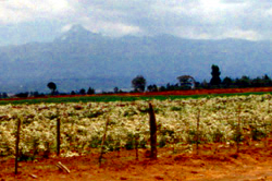 Mount Kenya