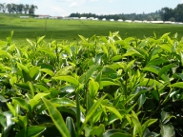 Tea Leaves Kericho